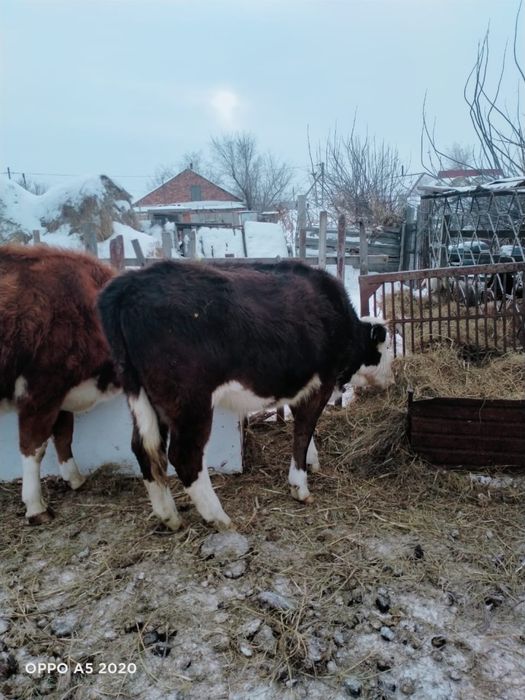 Продам телку подсосную