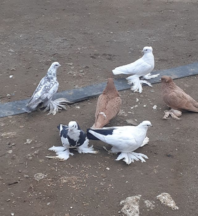 Продам домашних голубей