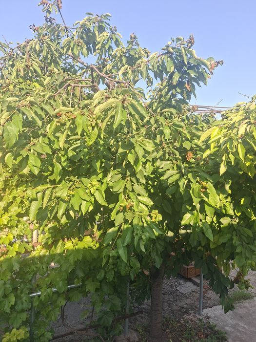 Locuri de casă în Husi