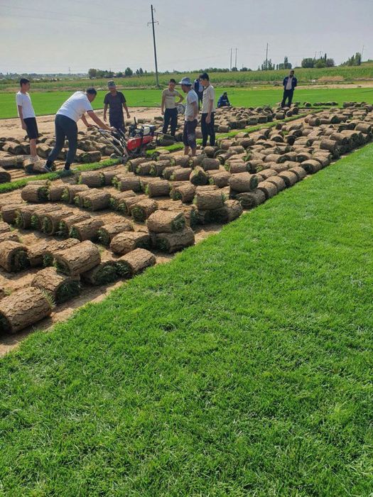 Рулонный газон в ташкенте по оптовой цене