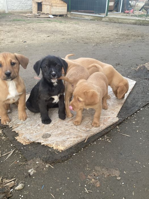 Donez catei de 9 saptamani