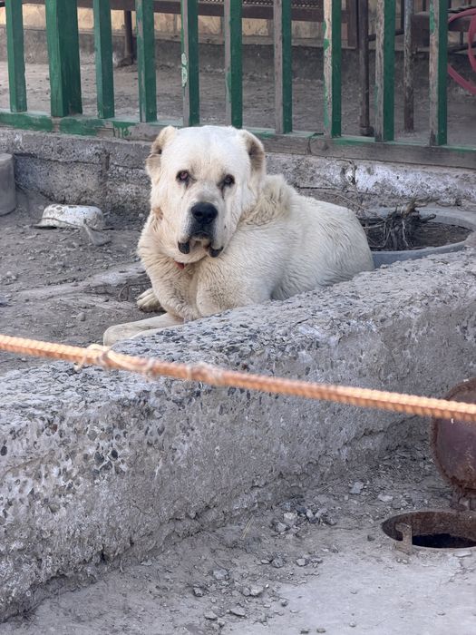 Төбет еркек молодой жас