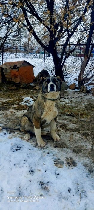 Алабай 6 айлық таза қанды