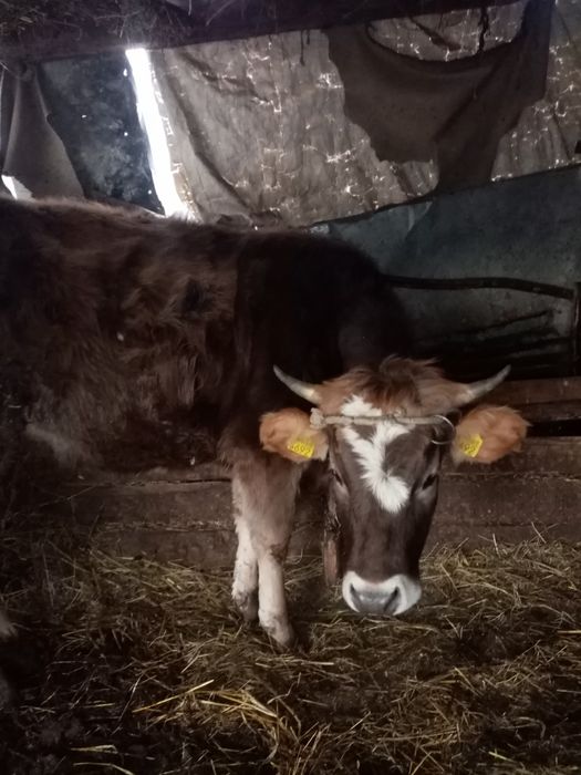 Junici gestante de vizare