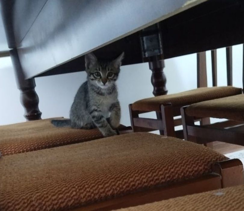 Кот,  4 месяц, чистый, без блохи, Застенчивый  по натуре и послушный,