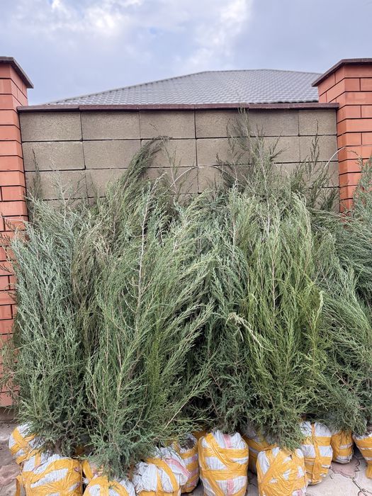 туи , можжевельники , сосны , тополя