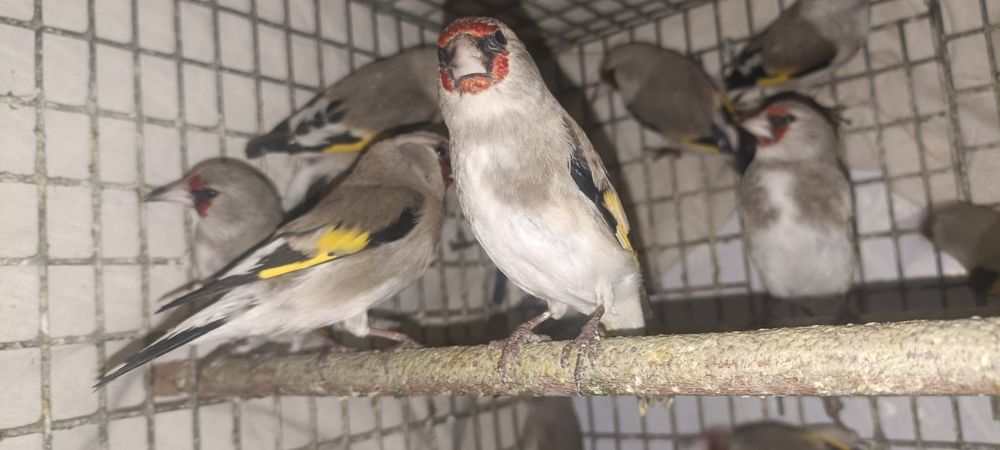 Шеголчалар сотувда