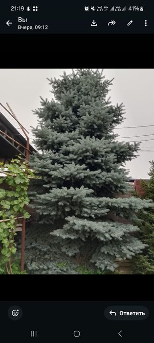 Продам, срочно. Голубая ель.