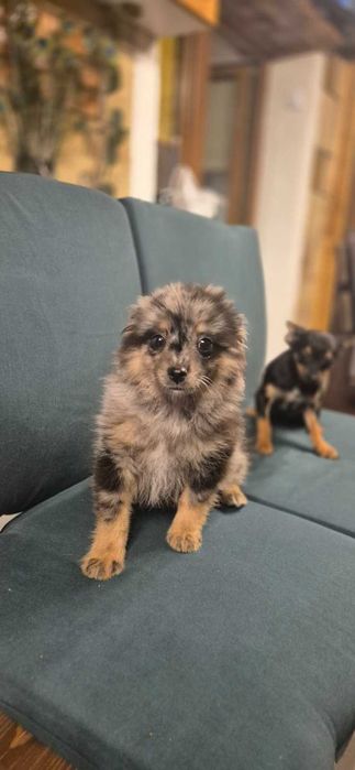 Кученца пинчери и мерлета