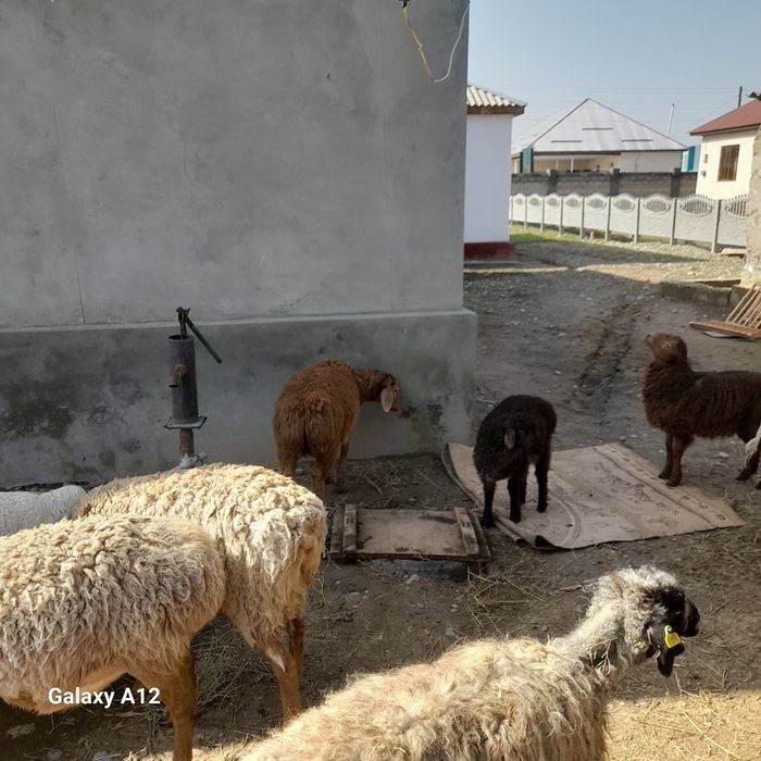 Ұрғашы тоқты сатылады