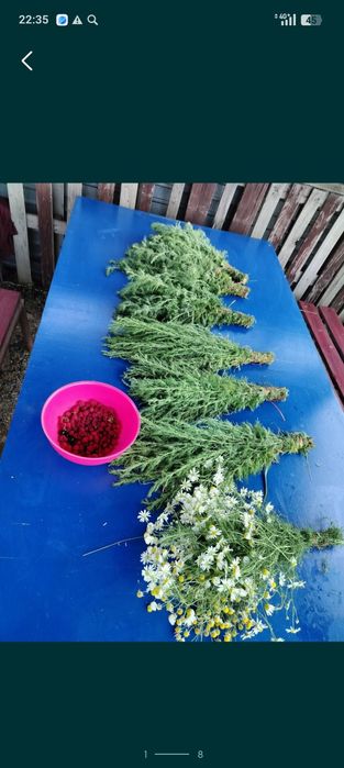 Веники в баню оптом