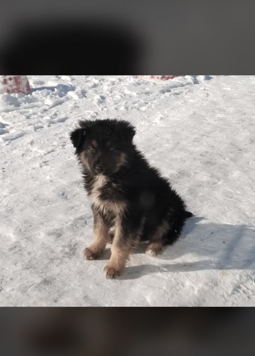 Отдам в добрые руки