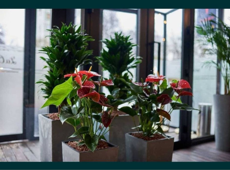 Цветы для дома и офиса. Гуллар