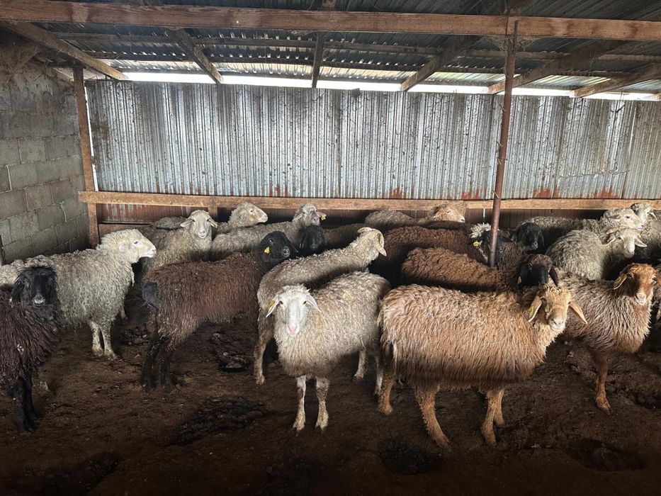 Жемделген кой сатылады