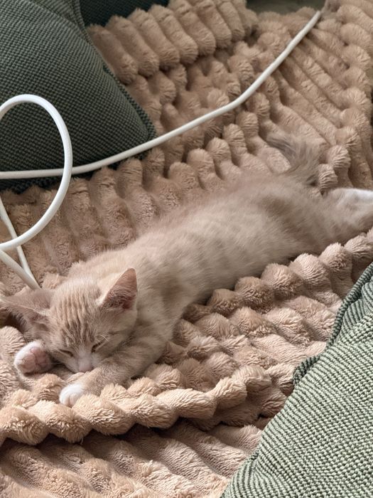 Отдам котика бесплатно
