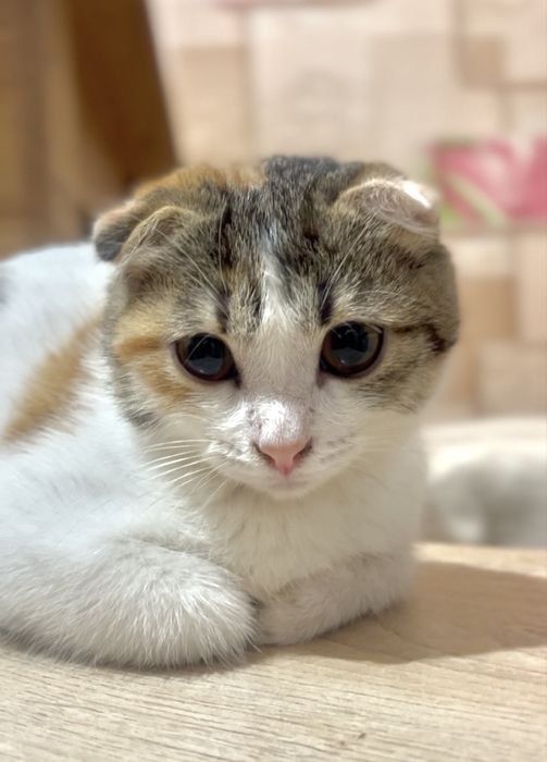 Продается кошка веслоухая