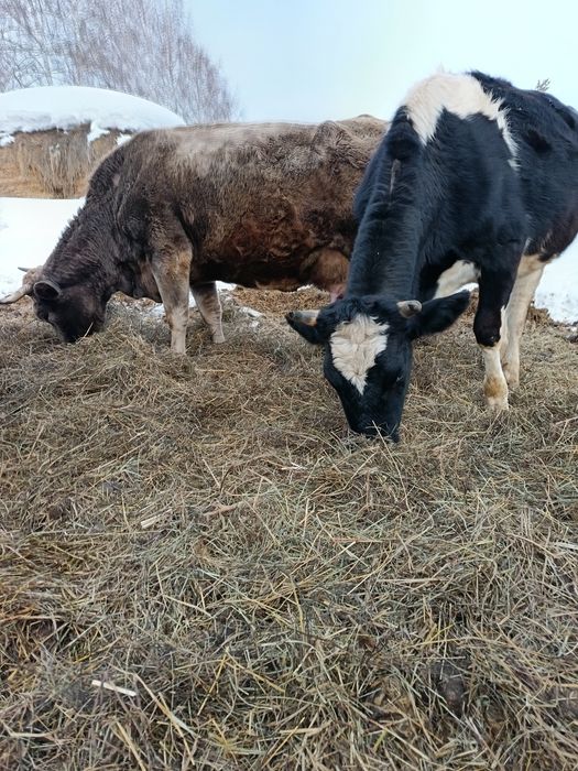 Продам нетель голоштинской породы