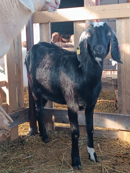 козы козлы козлята