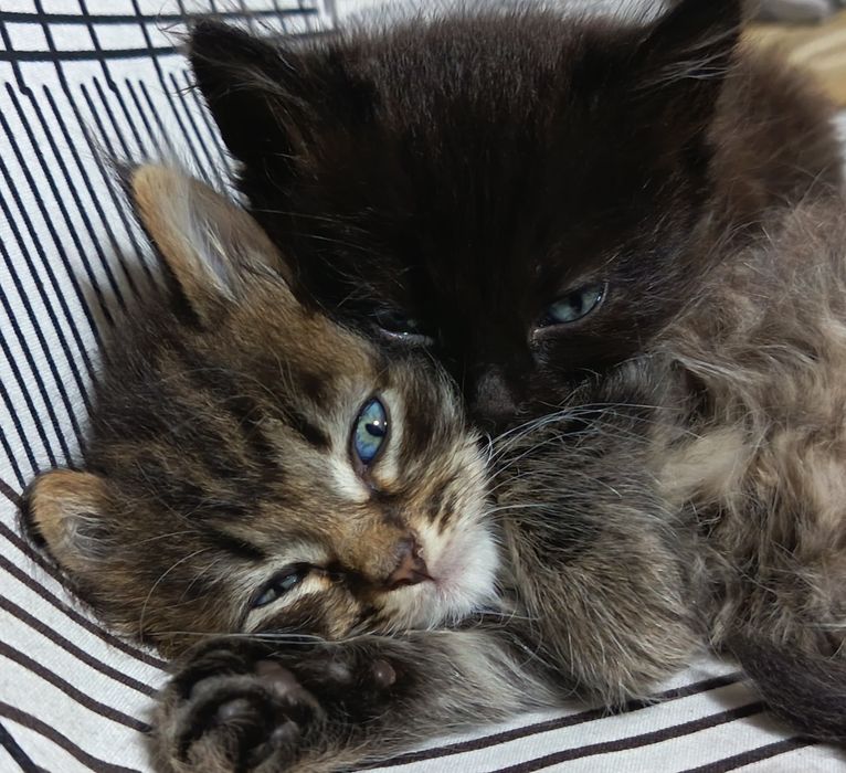 2 котёнка мальчик, девочка