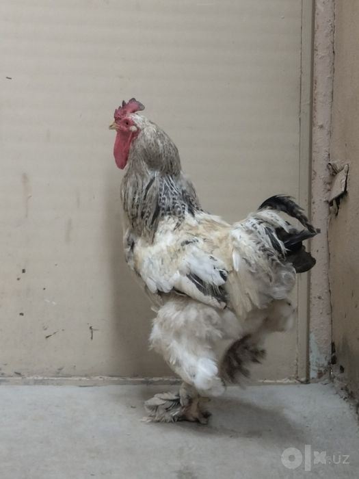 Brama xoroz sotiladi
