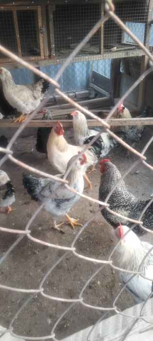 Домашние животные