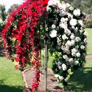 Pomi ornamentali  trandafiri tip pomi  plângători