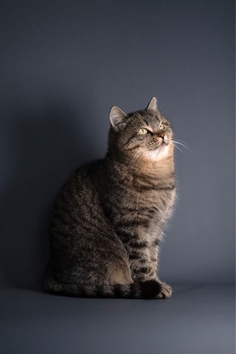 Кошечка возрастом два года ищет дом