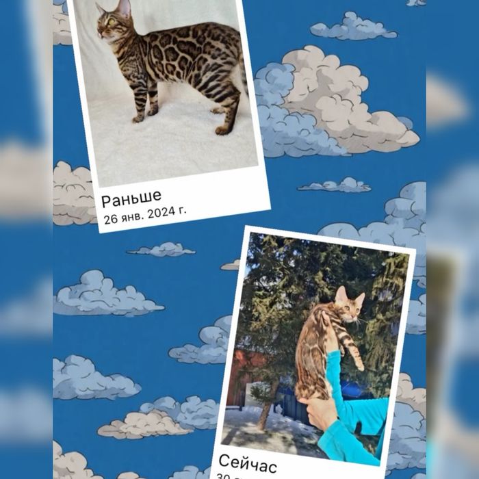 Бенгалы лучших из лучших