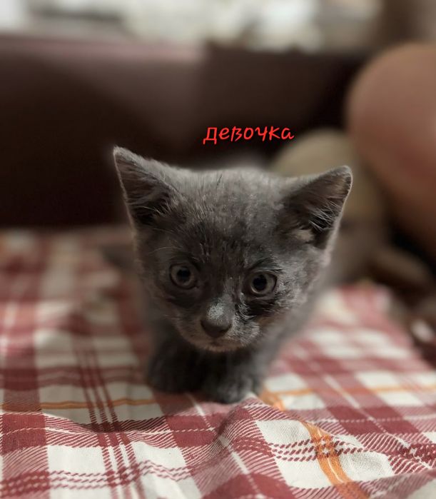 Отдаем котят в хорошие руки