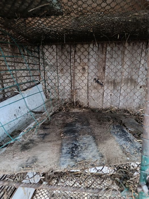 Cusca iepuri cu 4 compartimente