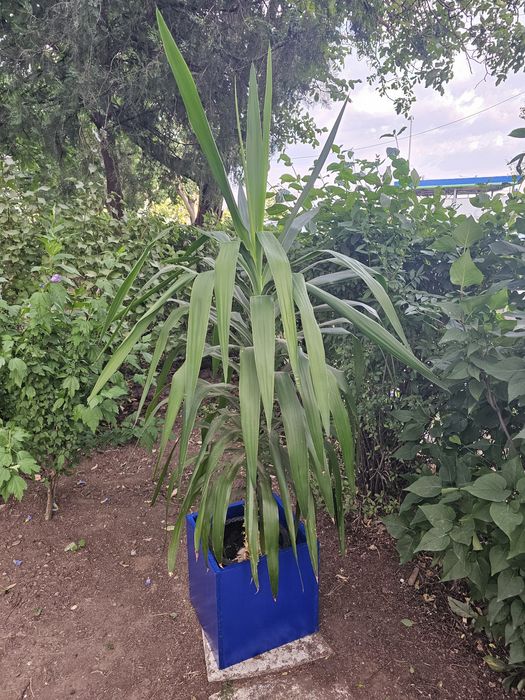 Vand planta Yucca!!!