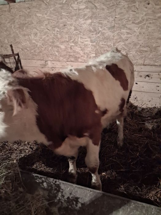 Tauraș și vițea  .