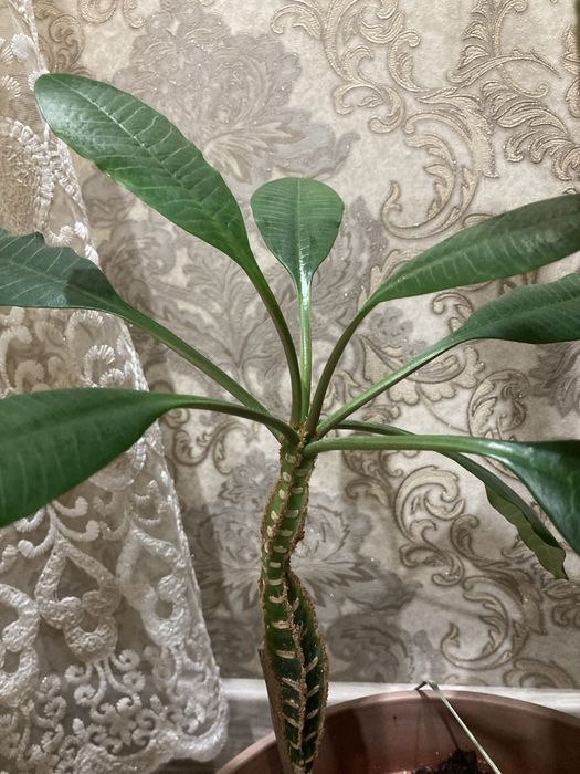 Продам цветок Молочай