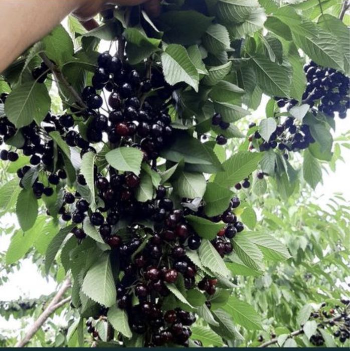 Cires amar diferite soiuri