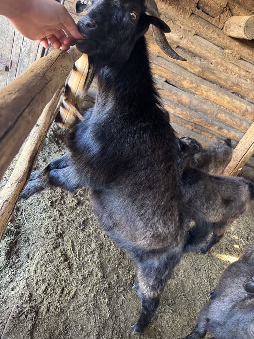 Ешкі сатылымда, Козы , козочки