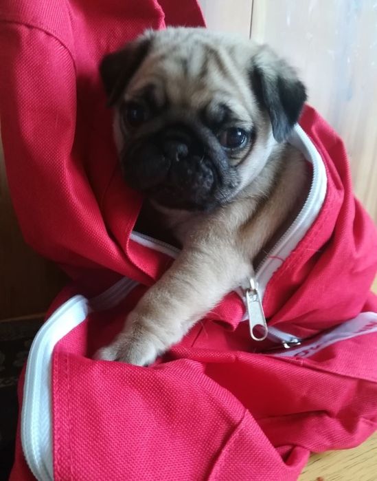 Мопсики с документами