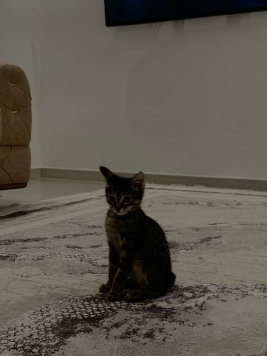 Котенок в хорошие руки