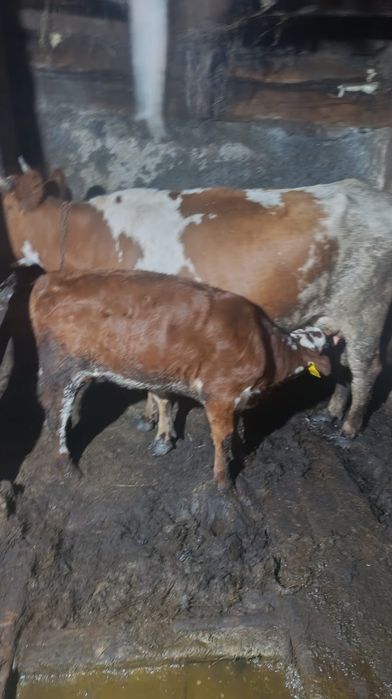 Продам 2 коровы 2 теленка