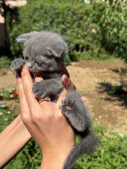 Котята скоттиш-фолд\страйт