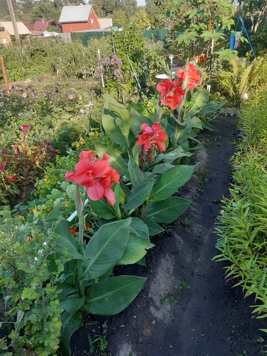 Цветы Канны садовые