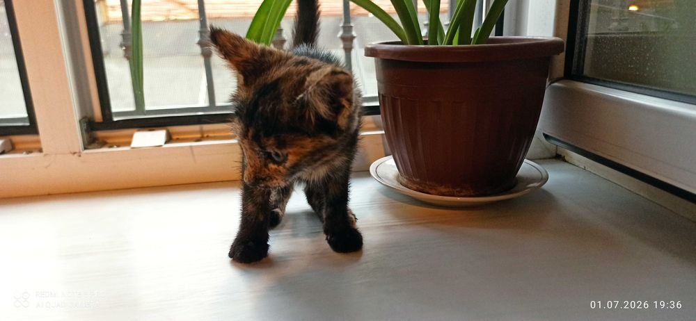 Пристраивается котенок девочка в хорошие руки. 2 месяца.
