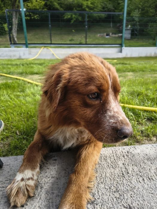 Câine de donat urgent