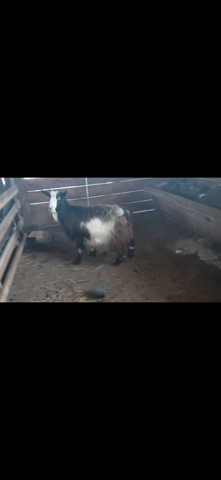 Capră gestantă foarte bunâ de lapte
