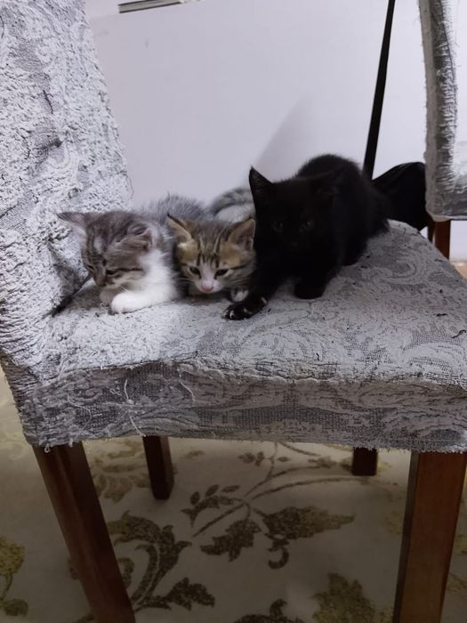 Отдам даром котят, 3 девочки, 1 месяц. Кушают сами, мама мышелов.
