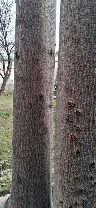 павловния дарахтлари сотилади