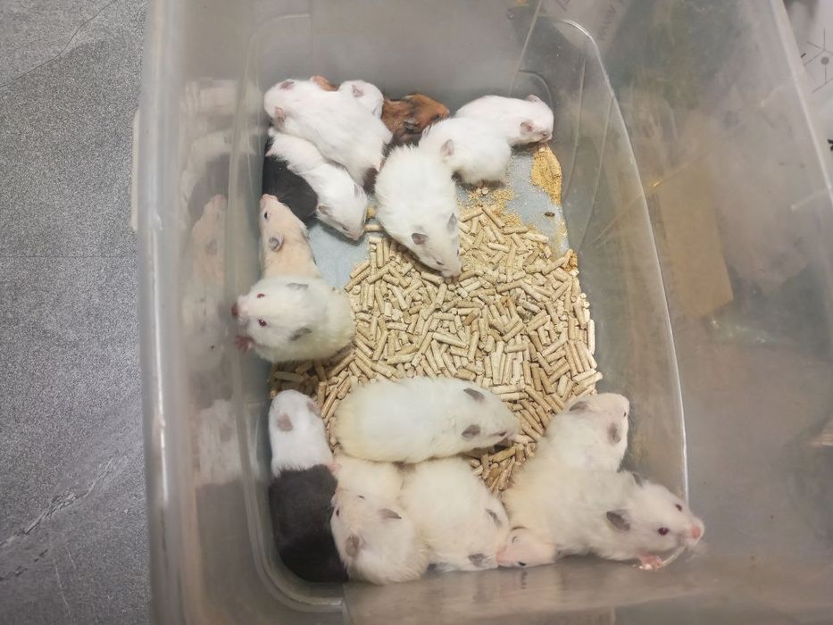 Xomyak bolalari arzon narxlarda