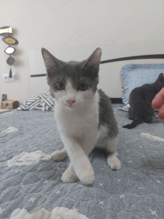 Отдам котят в добрые руки