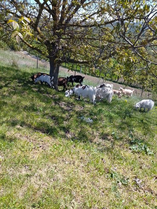Vând  12 capre  bune de lapte