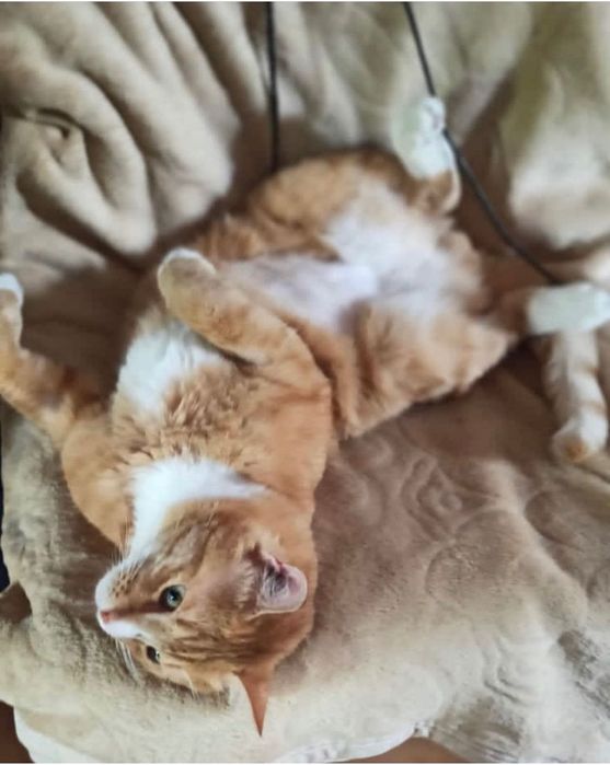 Котик - Санни