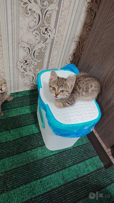 Мушукчалар хадияга